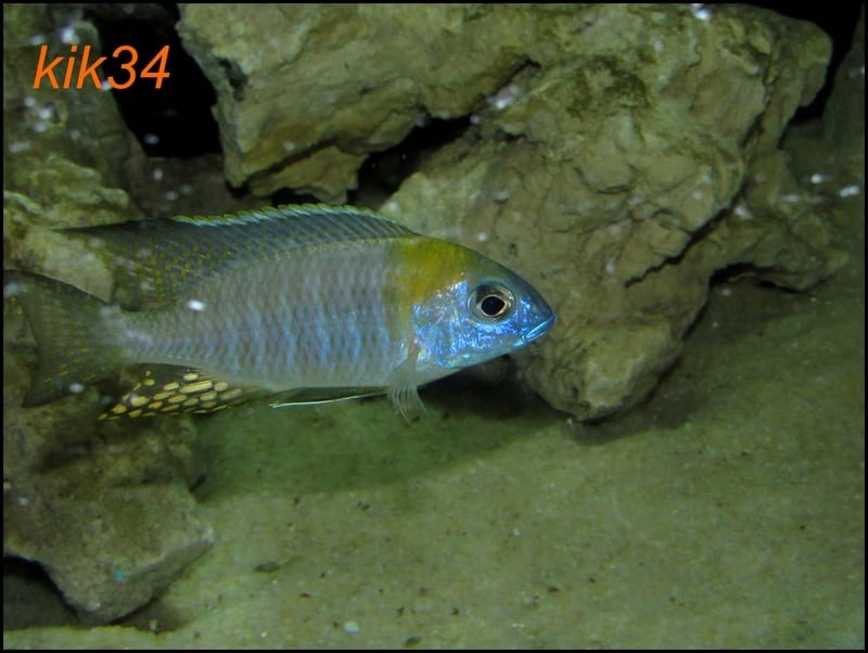 Lethrinops sp. 'yellow collar' Lion's Cove